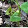 aristolochia iberica hostplant1
